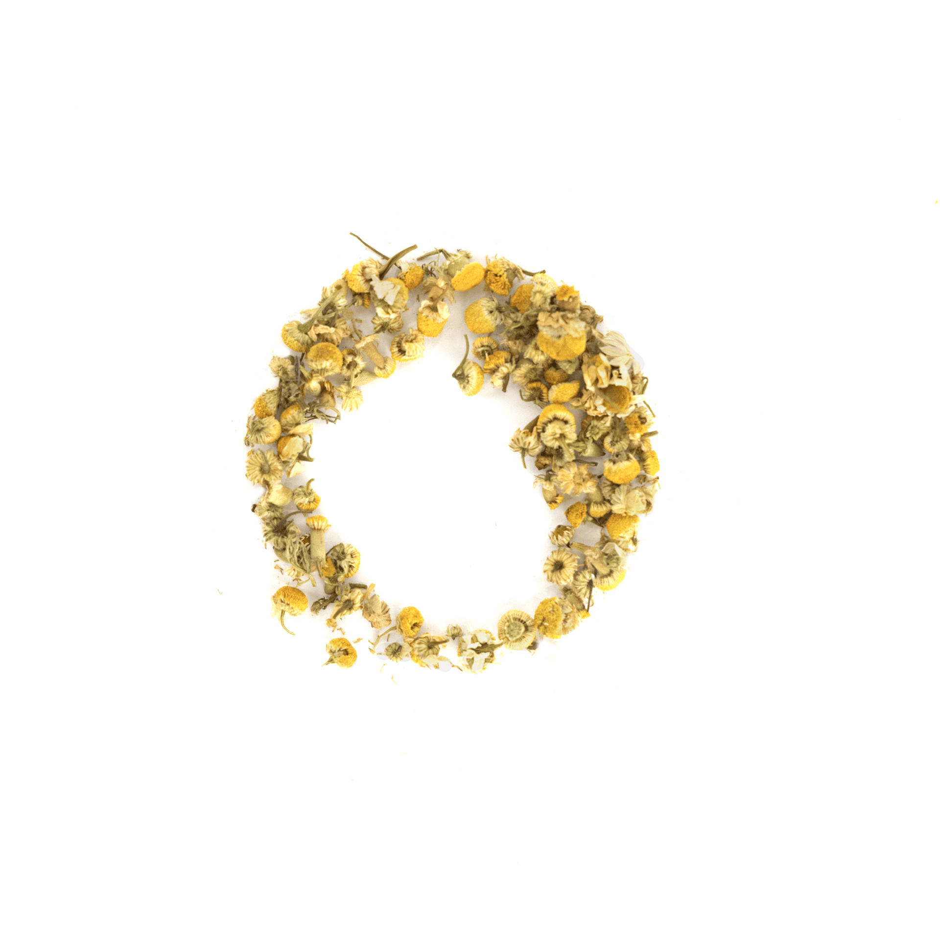 Egyptian Chamomile
