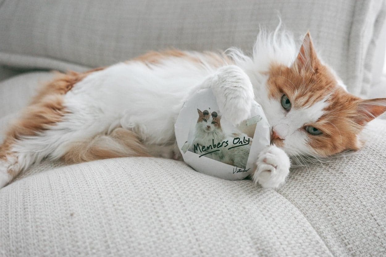 members-only-white-tea-3